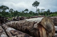 Nel 2020 la deforestazione ha cancellato un’area di foresta tropicale primaria grande quanto l’Olanda