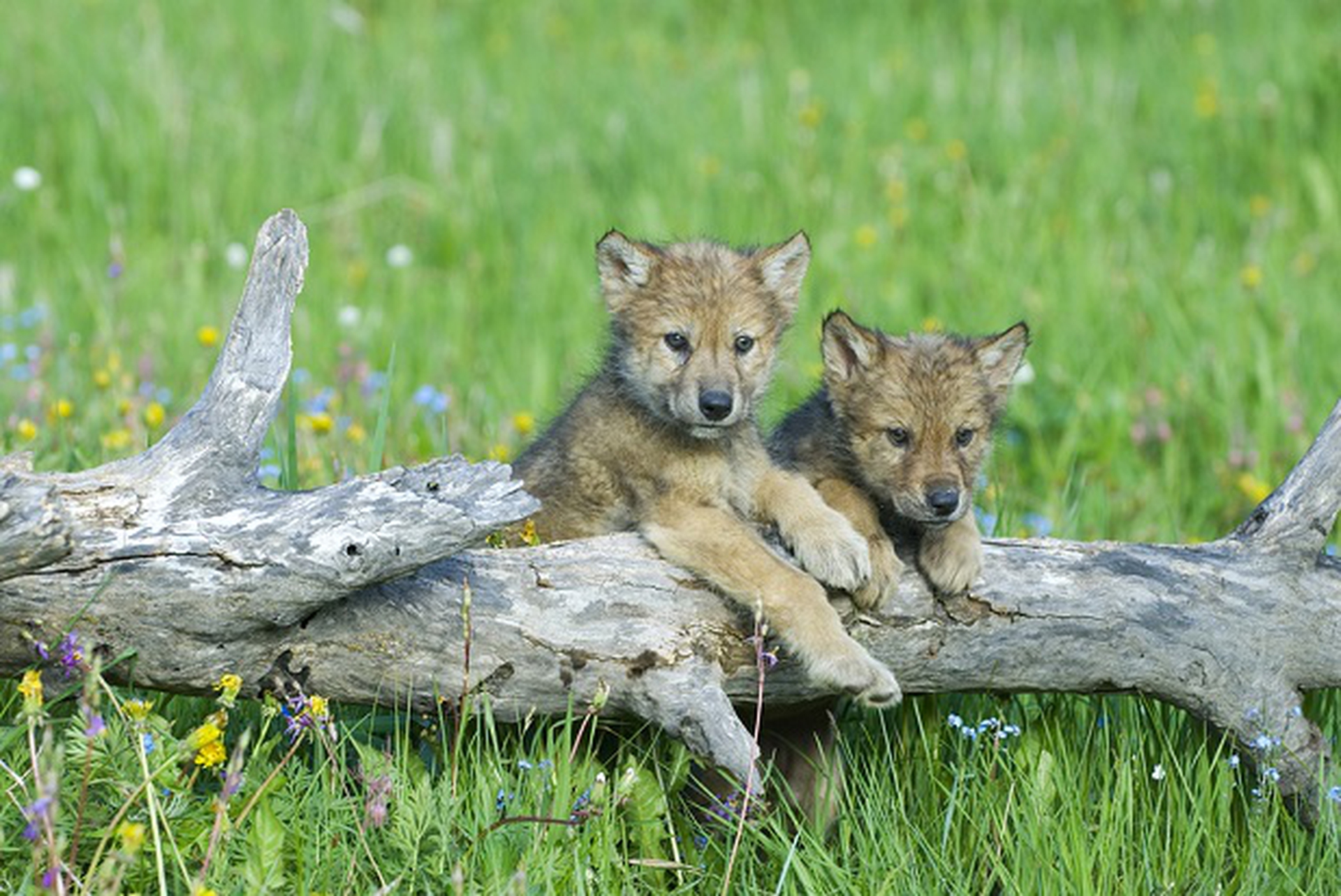 baby-wolves