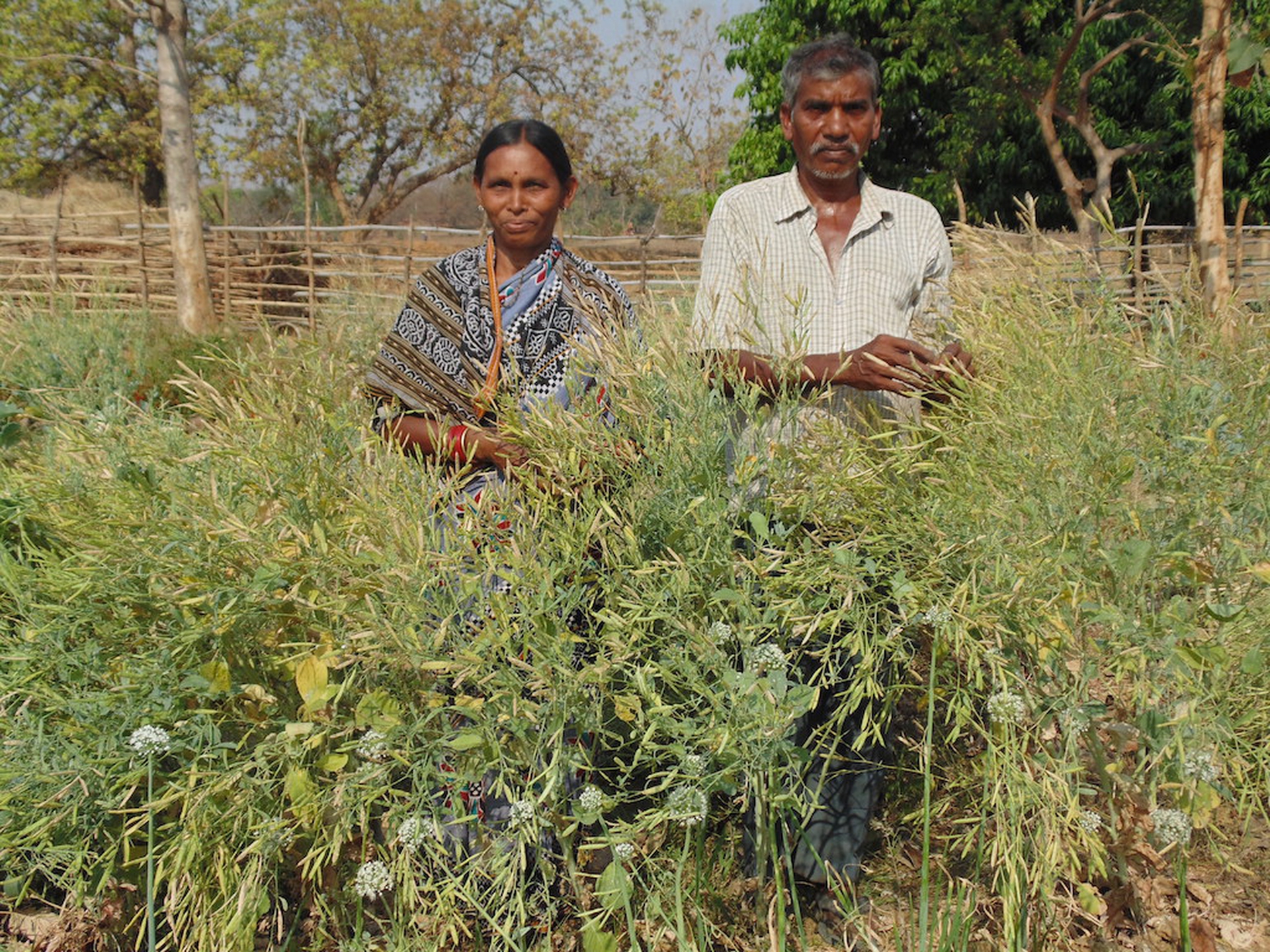 Organic farming change lives of tribal communities in India