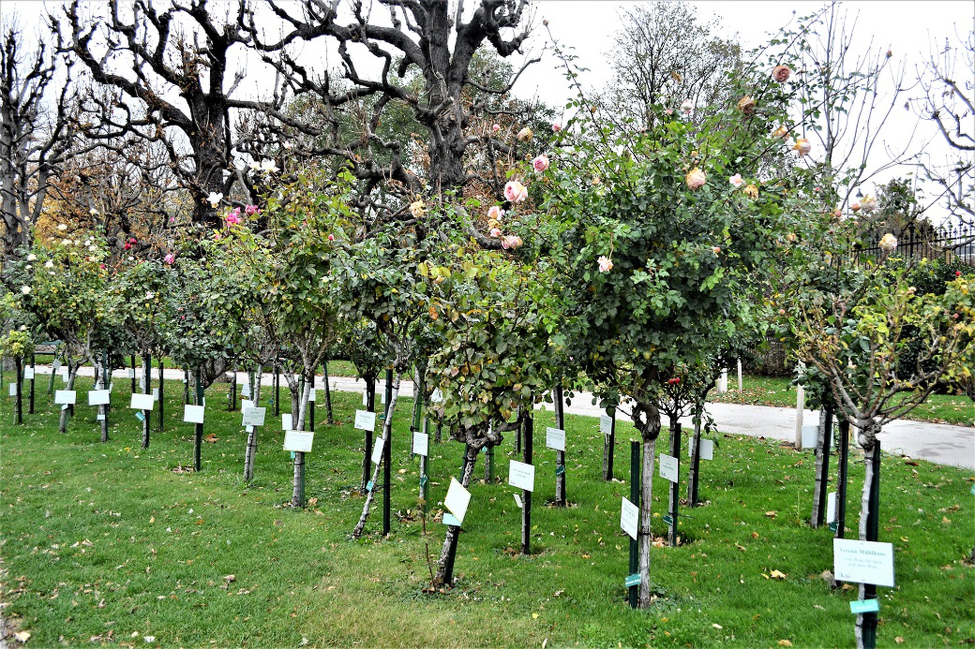 Un roseto da sogno nel Volksgarten di Vienna
