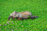 I finalisti del Comedy wildlife photography awards 2020