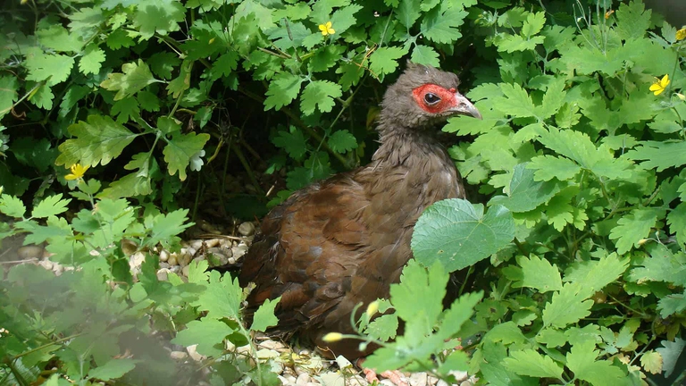 fagiano di Edwards, specie di uccelli scomparse
