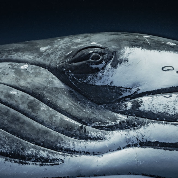 In mostra a Milano le foto di natura del Wildlife photographer of the ...