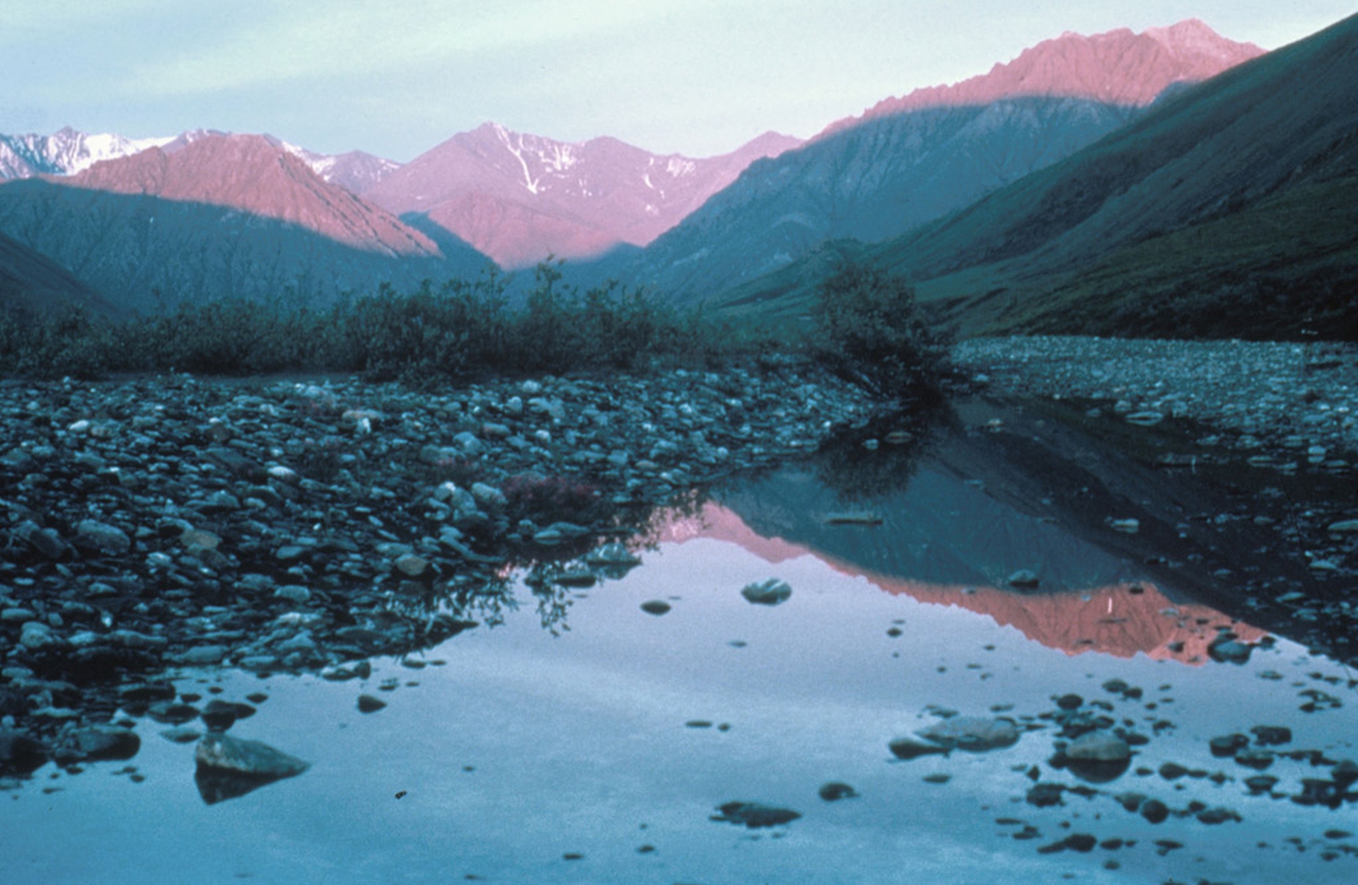Arctic national wildlife refuge