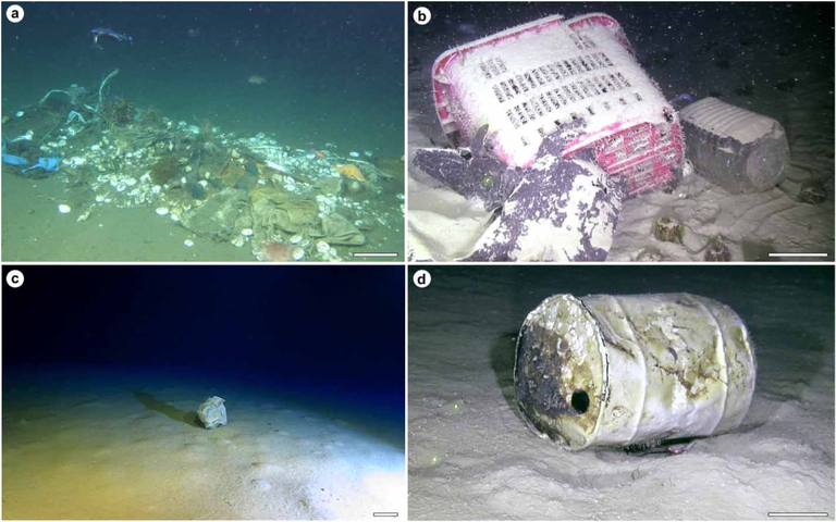 Immagini del fondale marino ottenute grazie a tecnologie come il rov. 