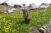 Festeggiano le marmotte, il Tar ne vieta la caccia in Alto Adige