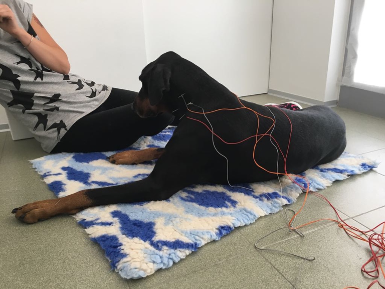 agopuntura per animali