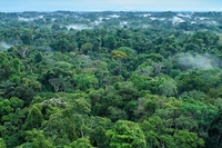 L’Ecuador voleva salvare il parco di Yasuní dalle trivelle, ma deve tornare sui suoi passi
