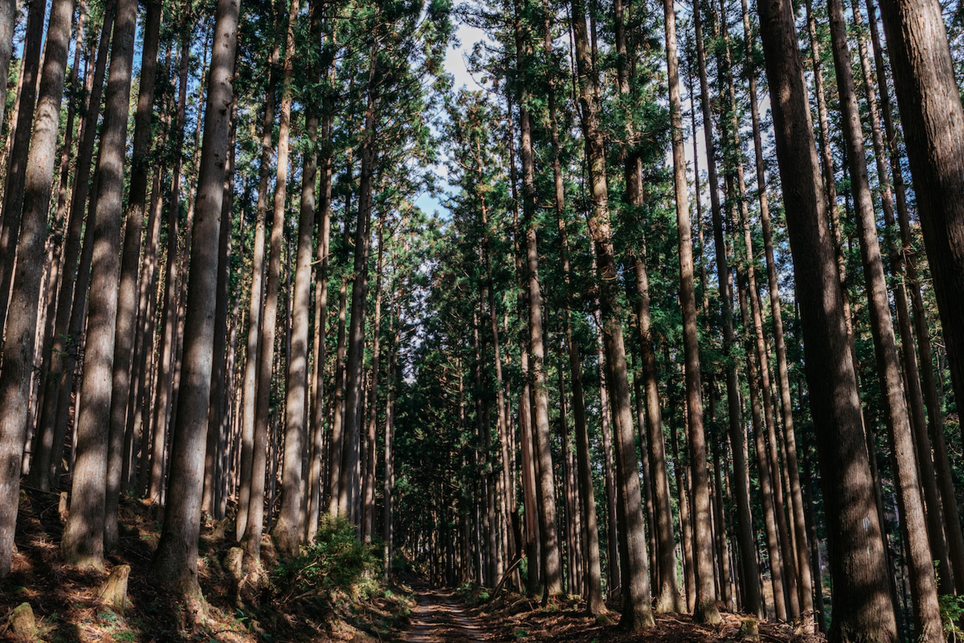 Forest therapy in Giappone