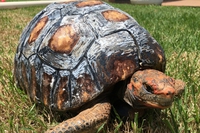 A team of scientists creates a 3D-printed shell for Freddy the tortoise