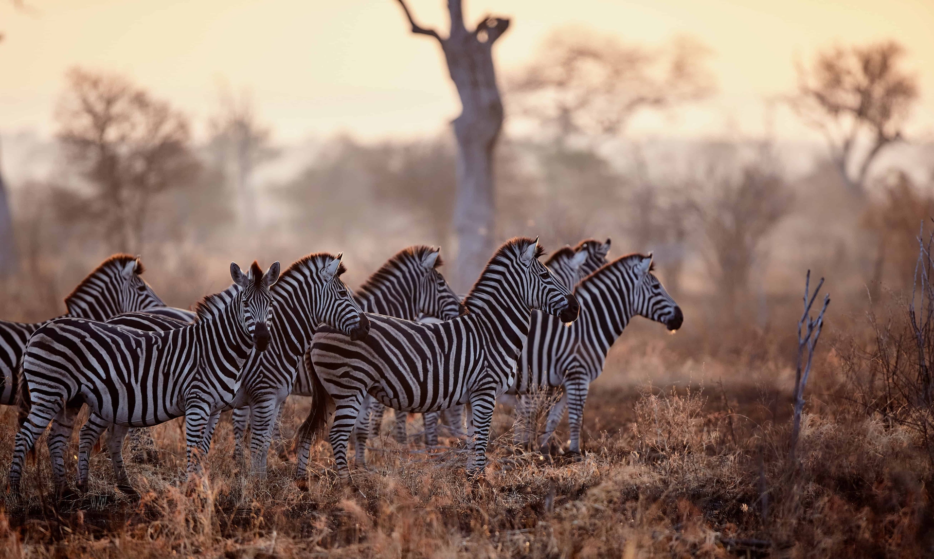 Zebre nella savana