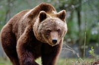 Un orso ha ucciso un uomo, ma non dobbiamo ricominciare la guerra alla natura