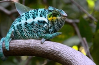 Madagascar, scoperte 11 nuove specie di camaleonte