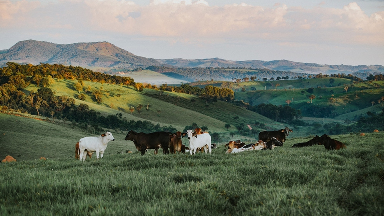 Mangiare meno carne è uno dei tasselli più importanti nel mosaico delle azioni per salvare il Pianeta
