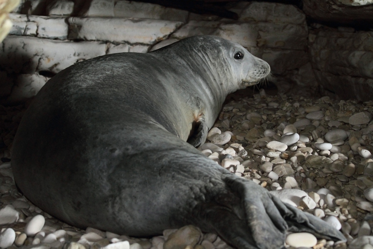 Femmina di foca monaca