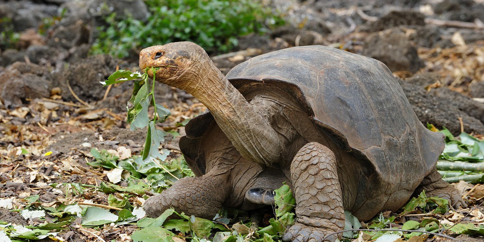 Animal and plant species declared extinct between 2010 and 2019, the full  list - LifeGate, image size:1960x980