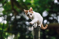 I pericoli domestici per cani e gatti, prevenzione innanzitutto