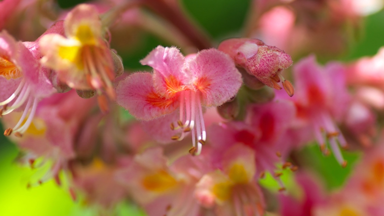 fiori ippocastano rosso red chestnut