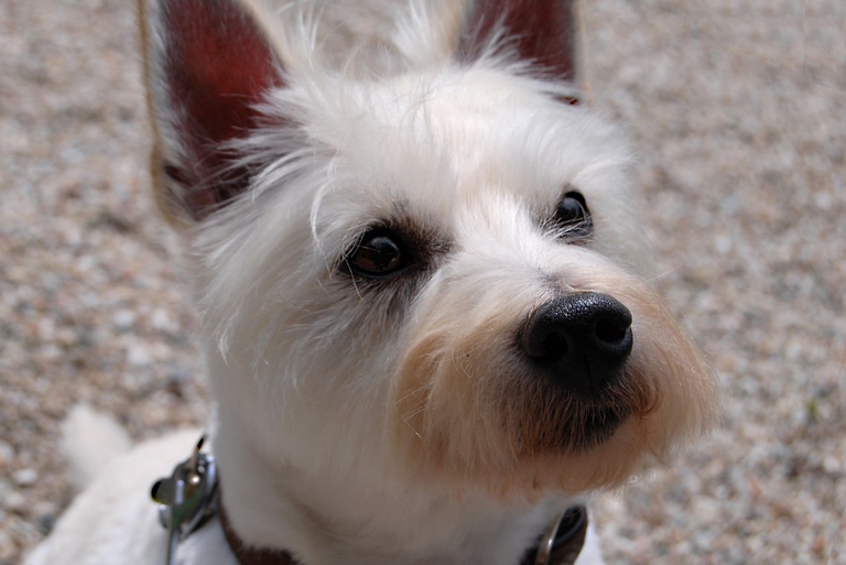 west highland white terrier westie