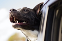 Stress post vacanze, anche per gli animali domestici è un problema