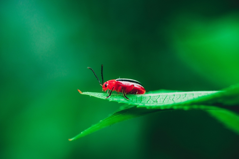 La Giornata mondiale della biodiversità 2022 ci esorta a costruire un futuro condiviso per tutte le forme di vita