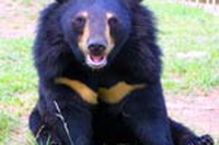 Happy Bears, ovvero dignità agli orsi