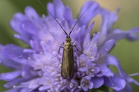 Il lato oscuro della luce: gli effetti dell’inquinamento luminoso sull’impollinazione