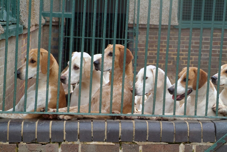 adotta un randagio e pagherai meno tasse a Roccastrada