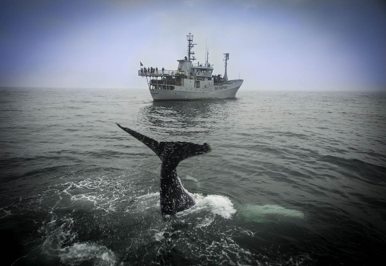 Le foto del libro dei 40 anni di Sea Shepherd