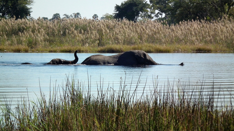elefanti nel fiume Okavango