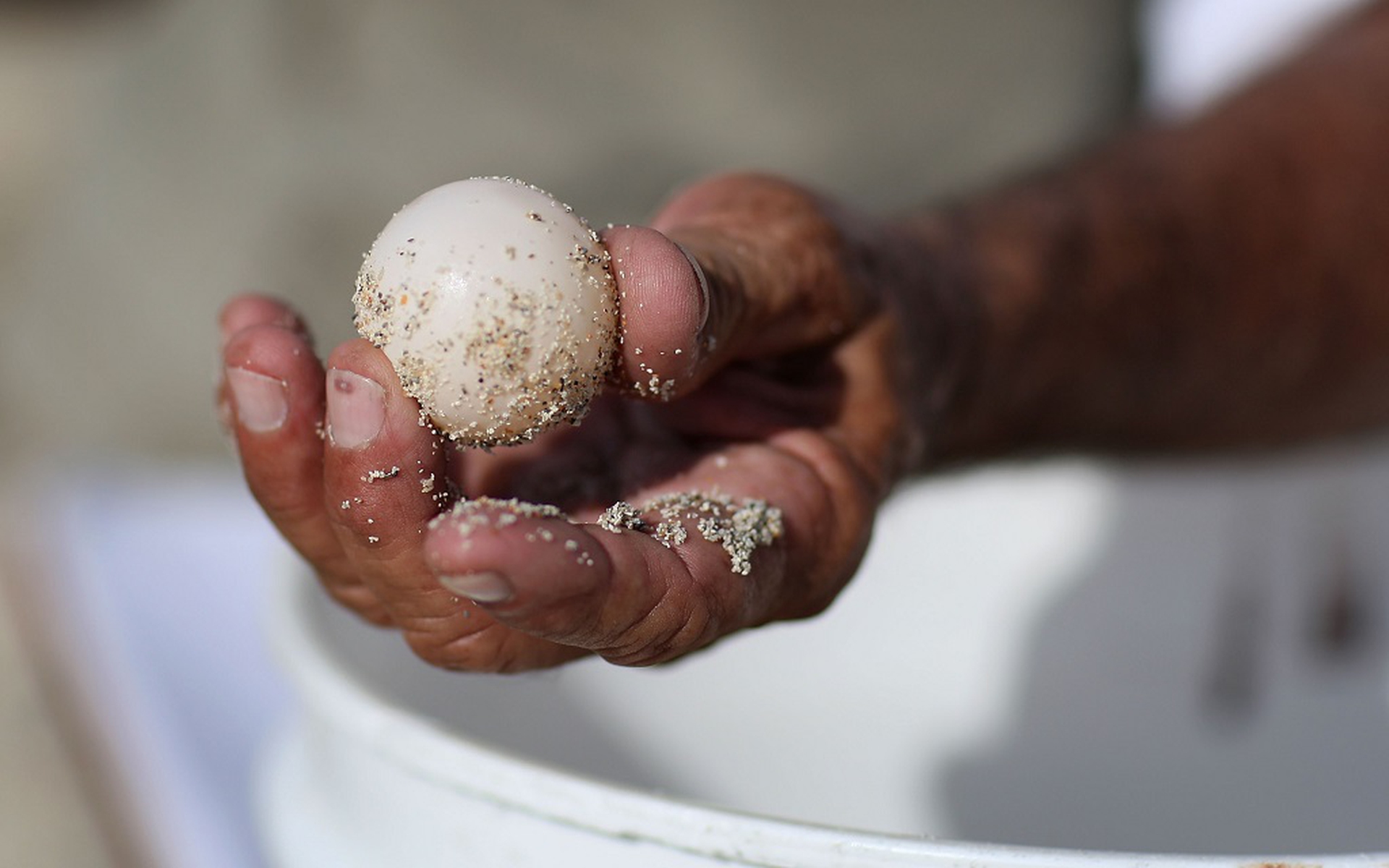 Uovo di tartaruga, Florida