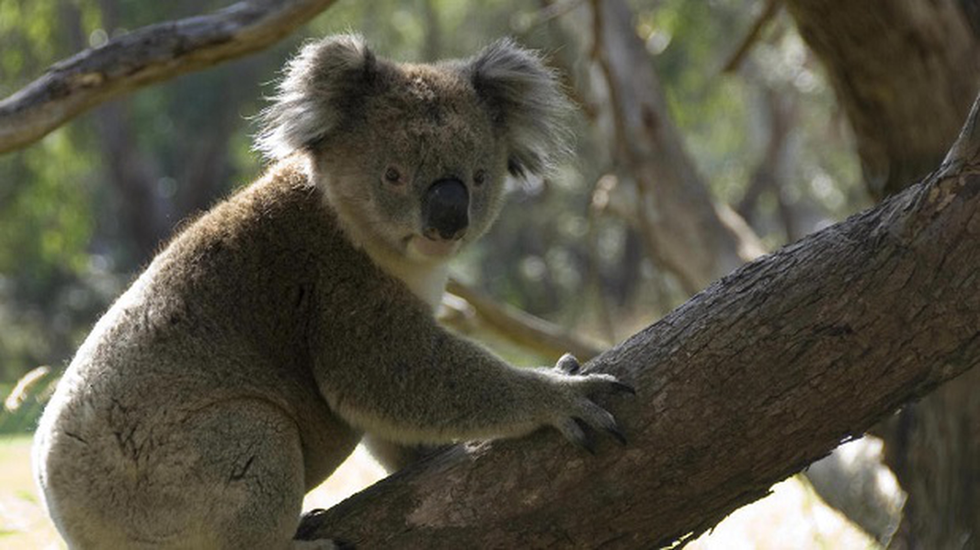 I koala utilizzano i potenti artigli per scalare gli alberi di eucalipto