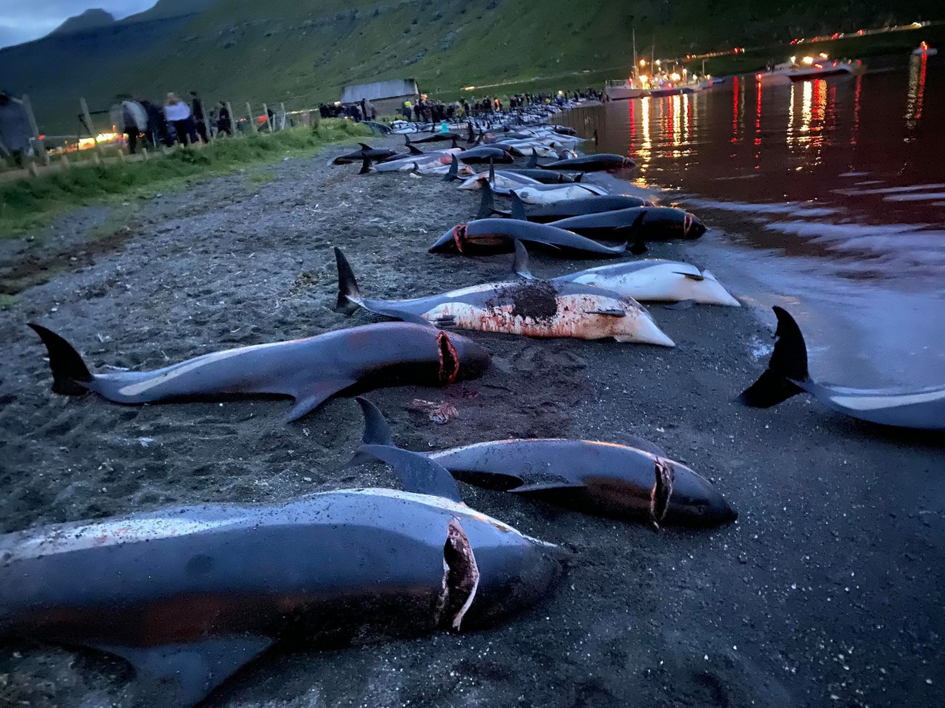 1.428 delfini sono stati uccisi durante una Grindadráp alle isole Faroe