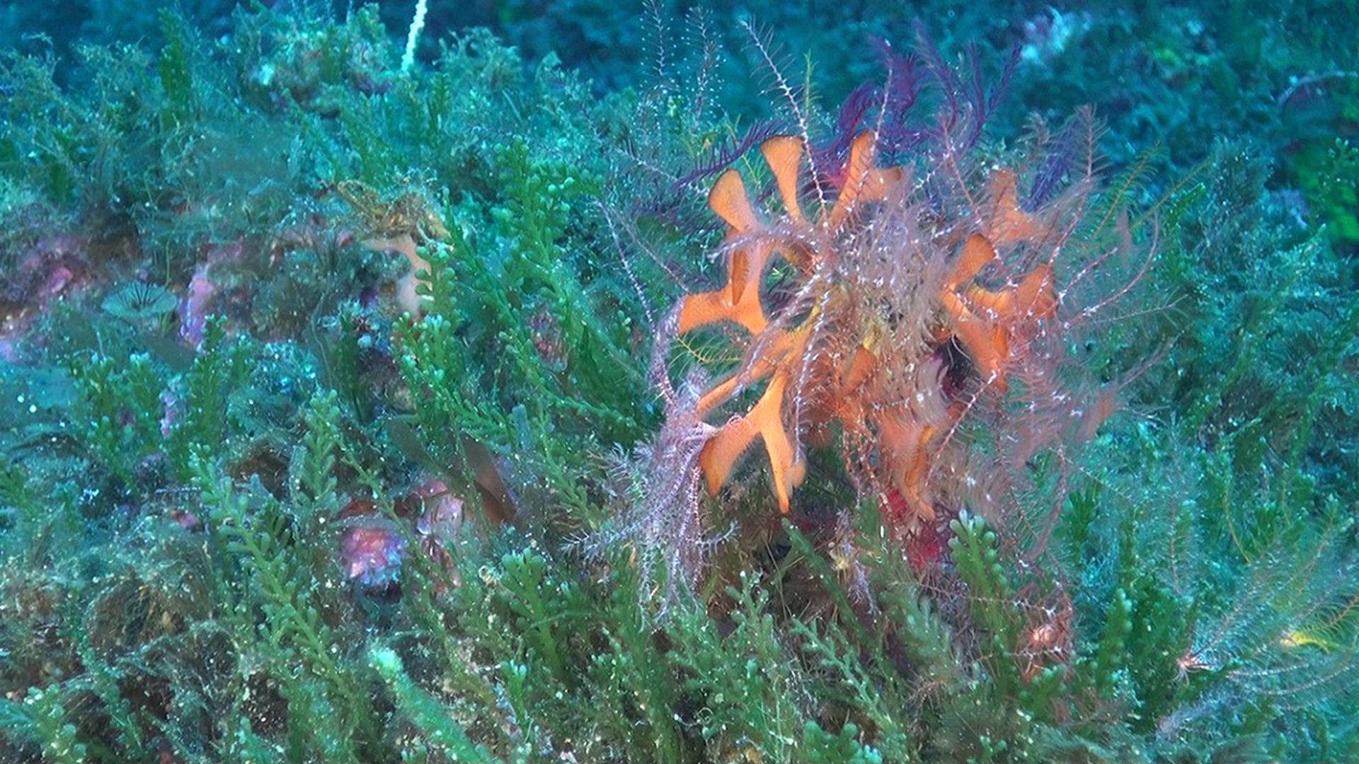 Antedon mediterranea