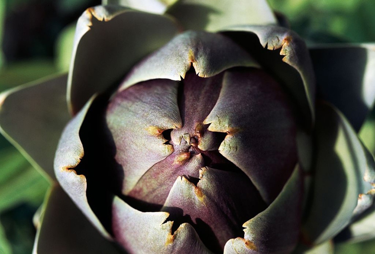 carciofi principi nutritivi