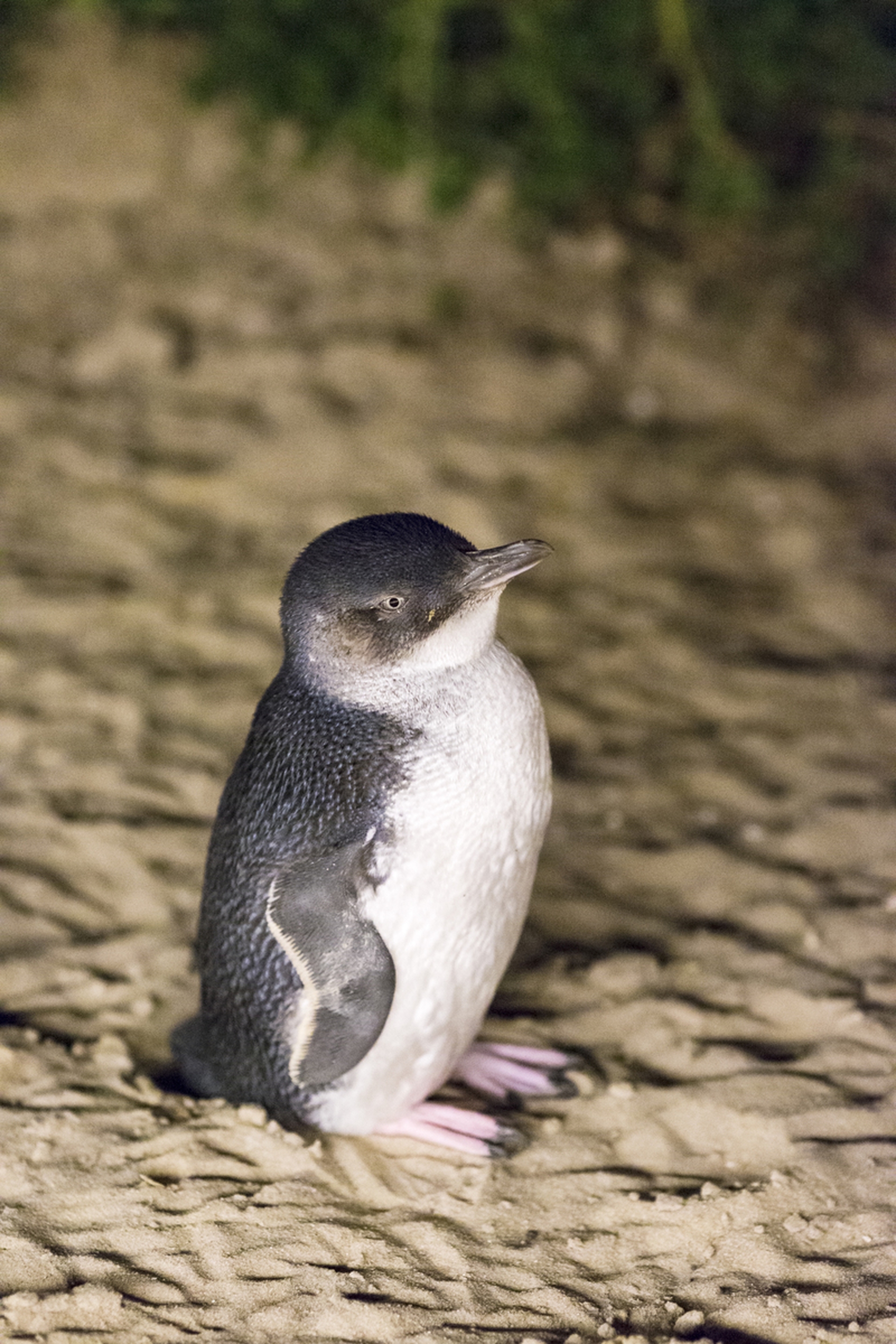 I pinguini dell'isola di Phillip
