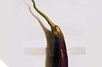 Salvatore Mammoliti: Nature morte