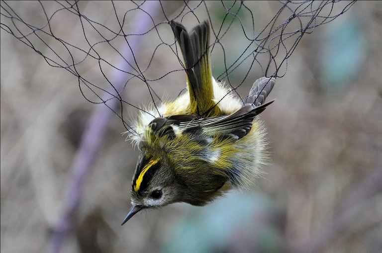 uccello intrappolato
