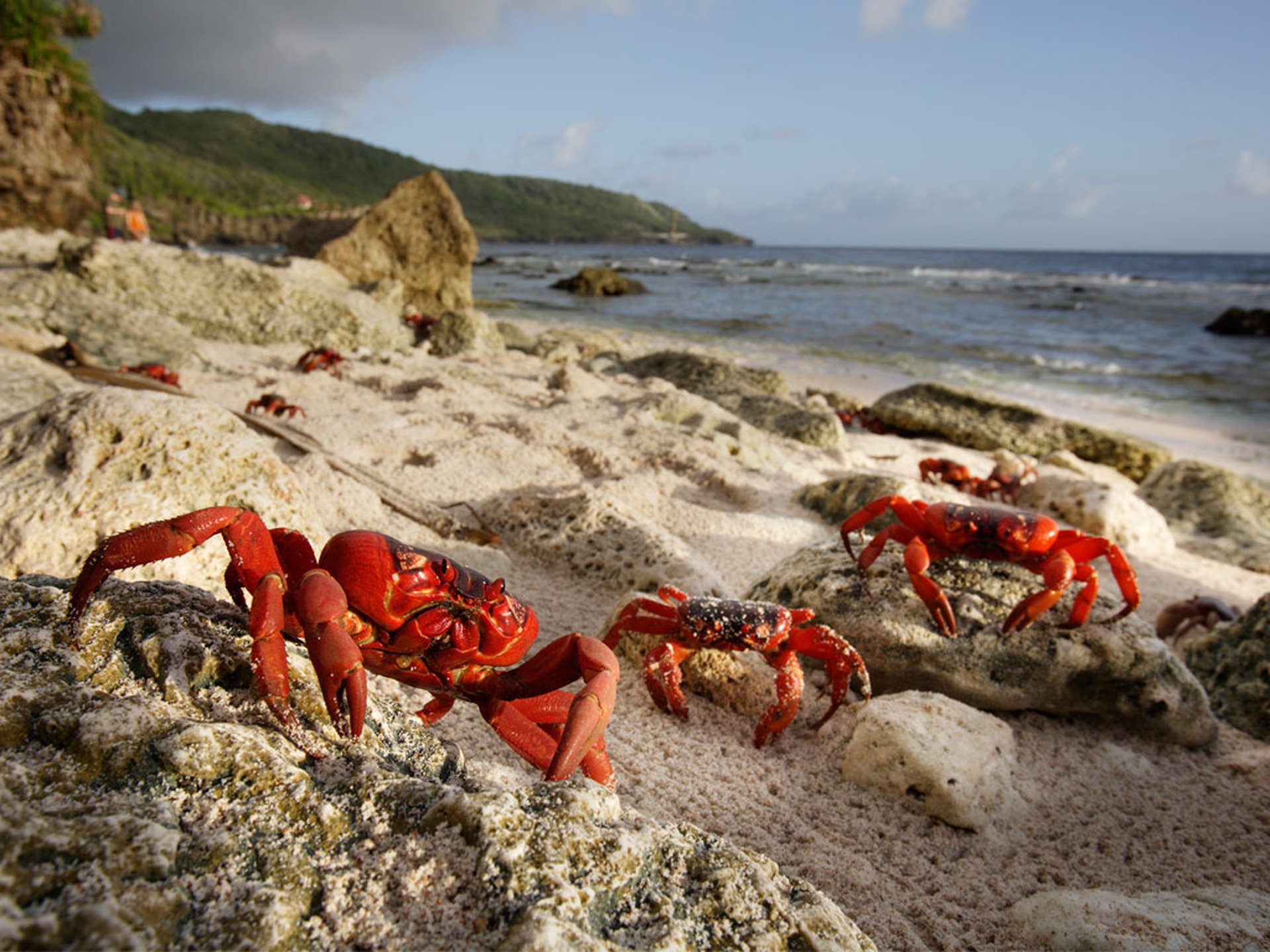 Il viaggio dei granchi sull'Isola di Natale