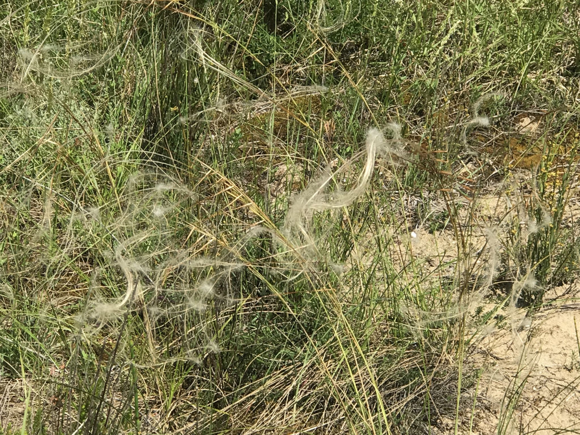 Stipa Veneta