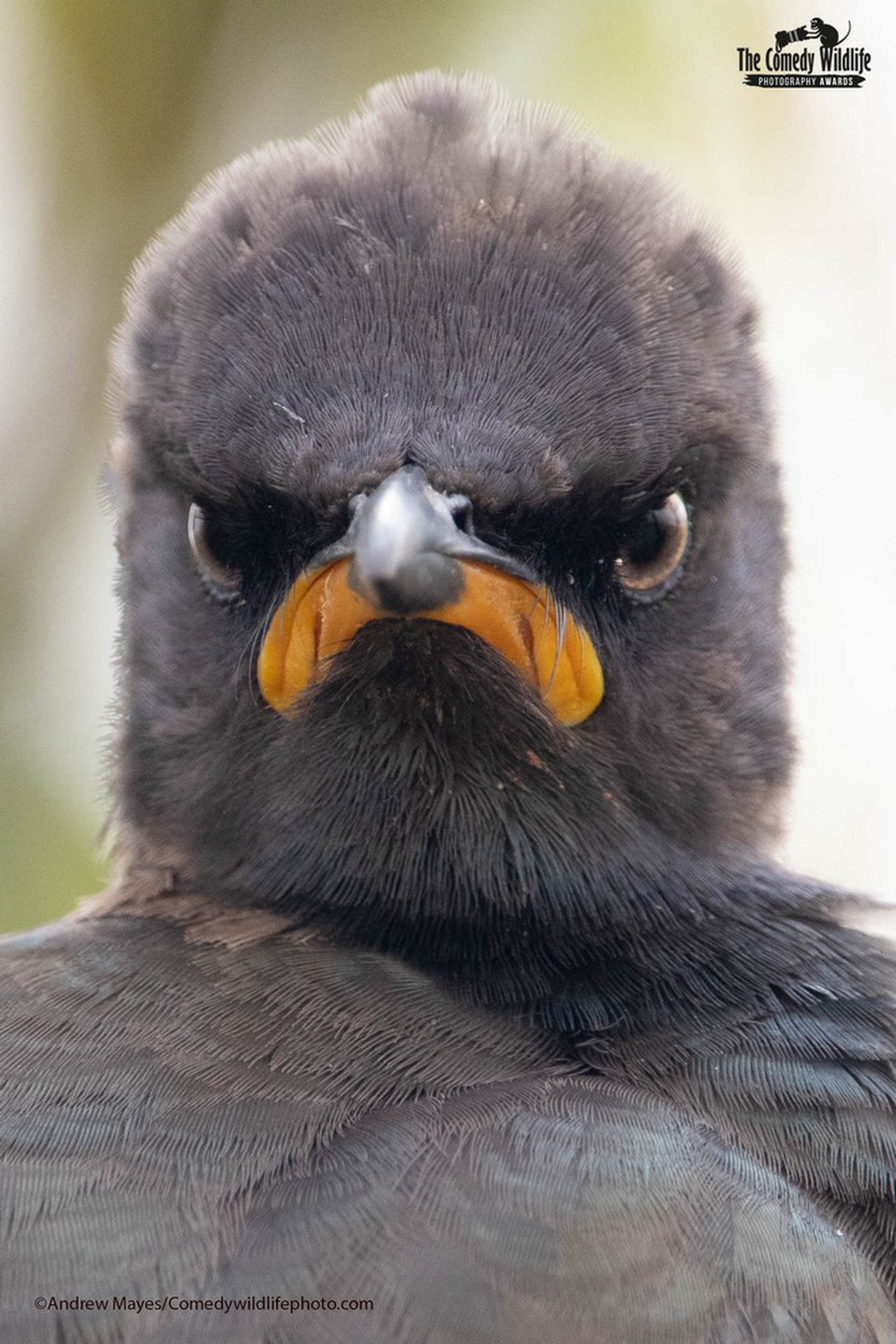 Andrew Mayes: Monday morning mood