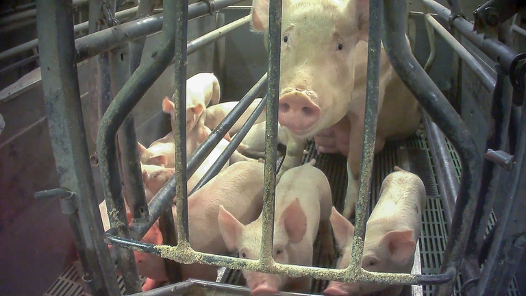Un maiale e dei maialini in gabbia negli allevamenti dop