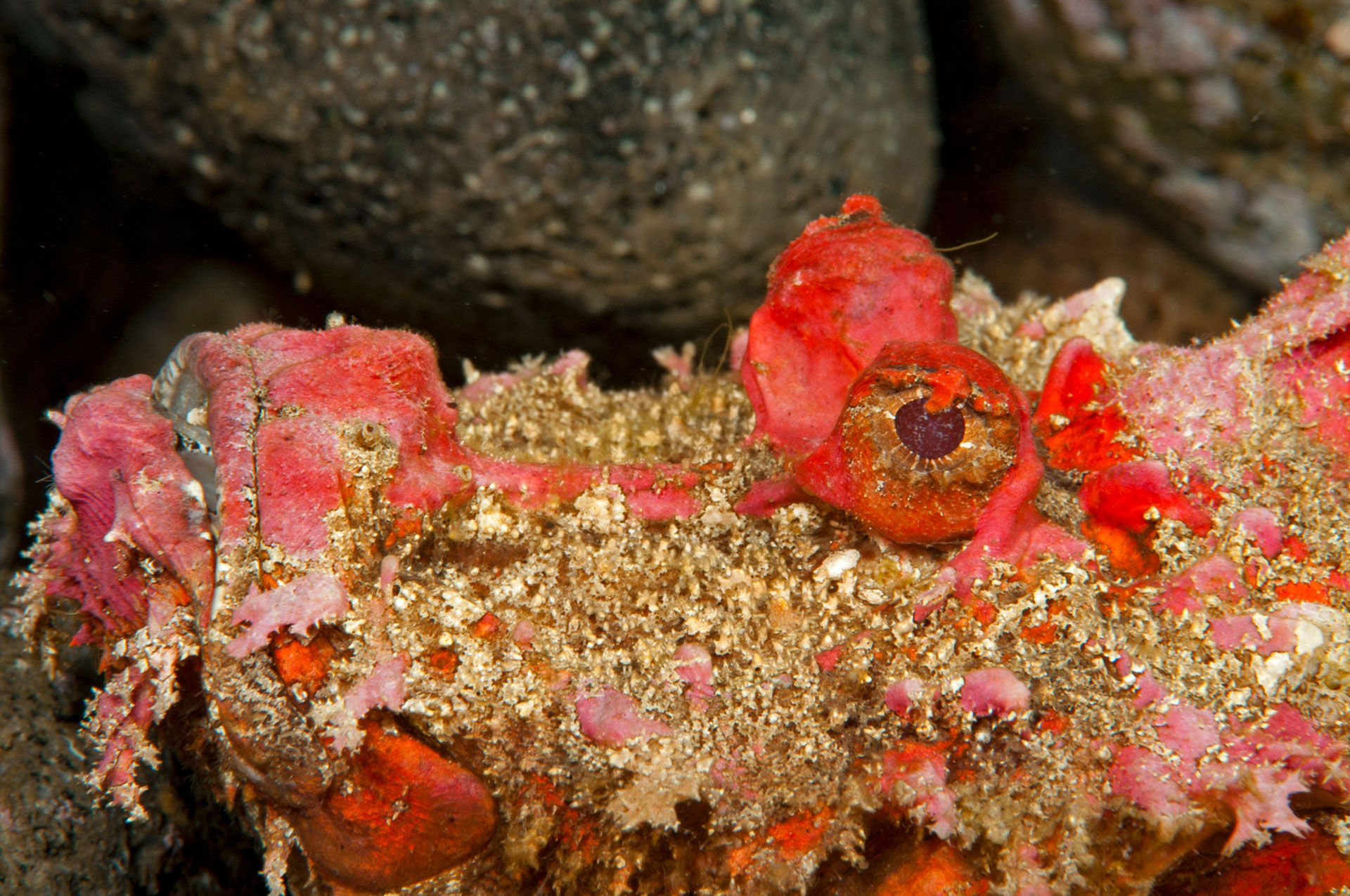 Pesce diavolo spinoso