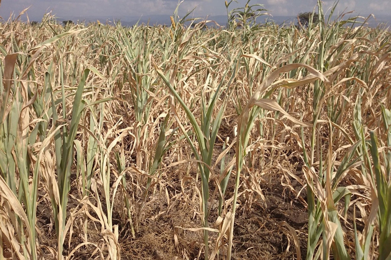 Maize crops in most parts of Zambia is wilting ©  Alick Phiri 