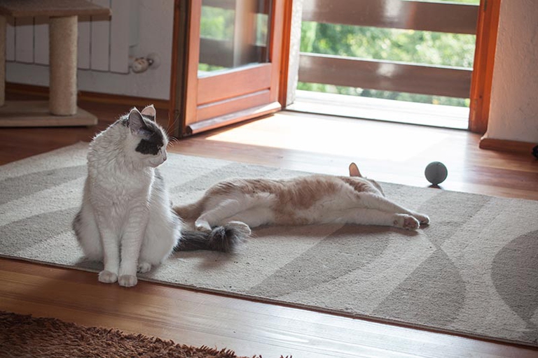 fattoria La capra campa