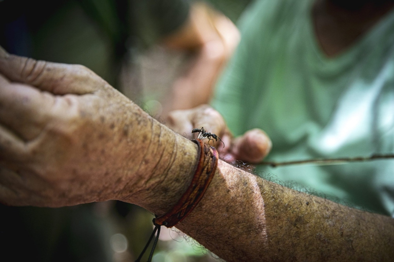 Formica proiettile, foresta amazzonica