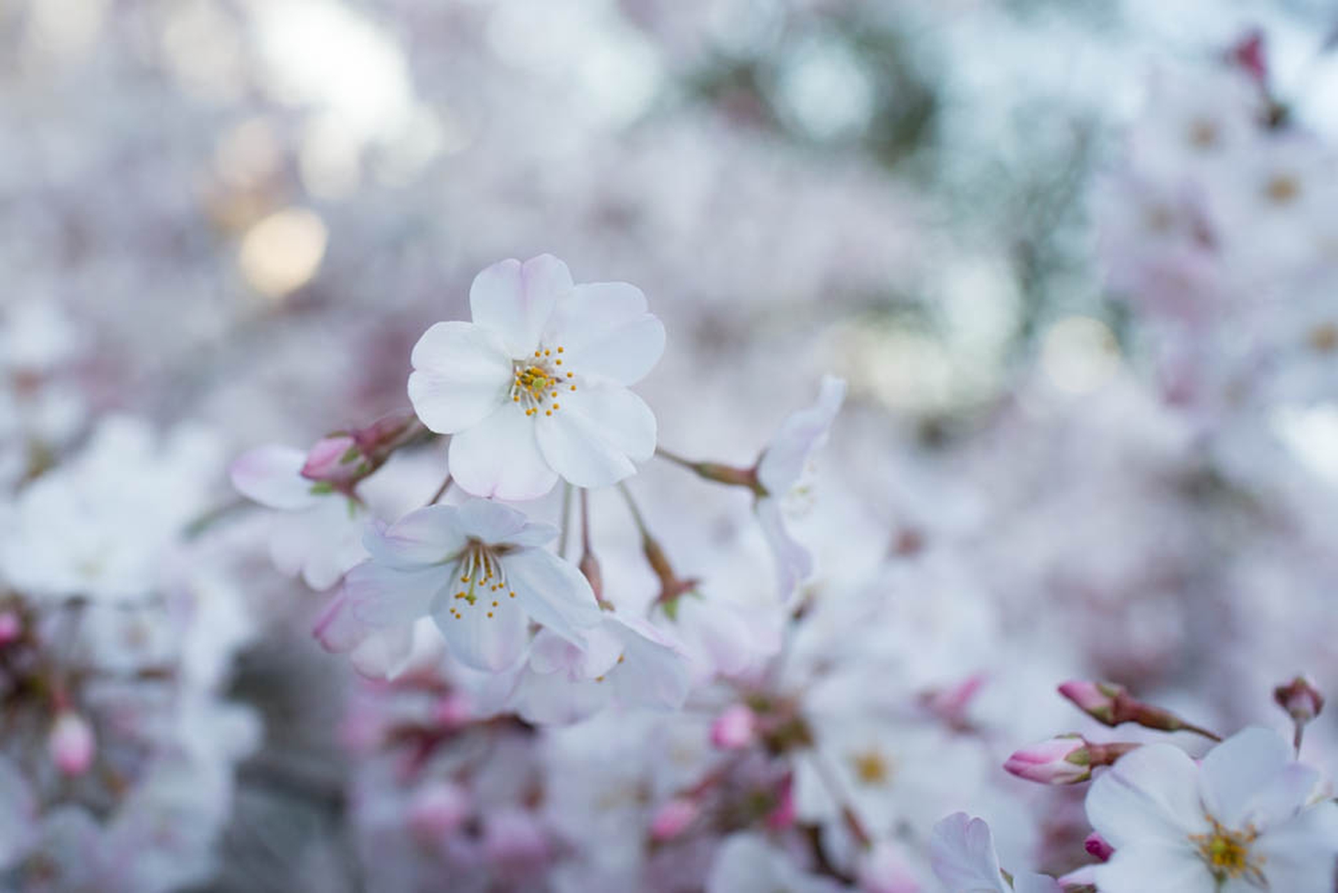 Hanami celebration of the blossoming of cherry trees