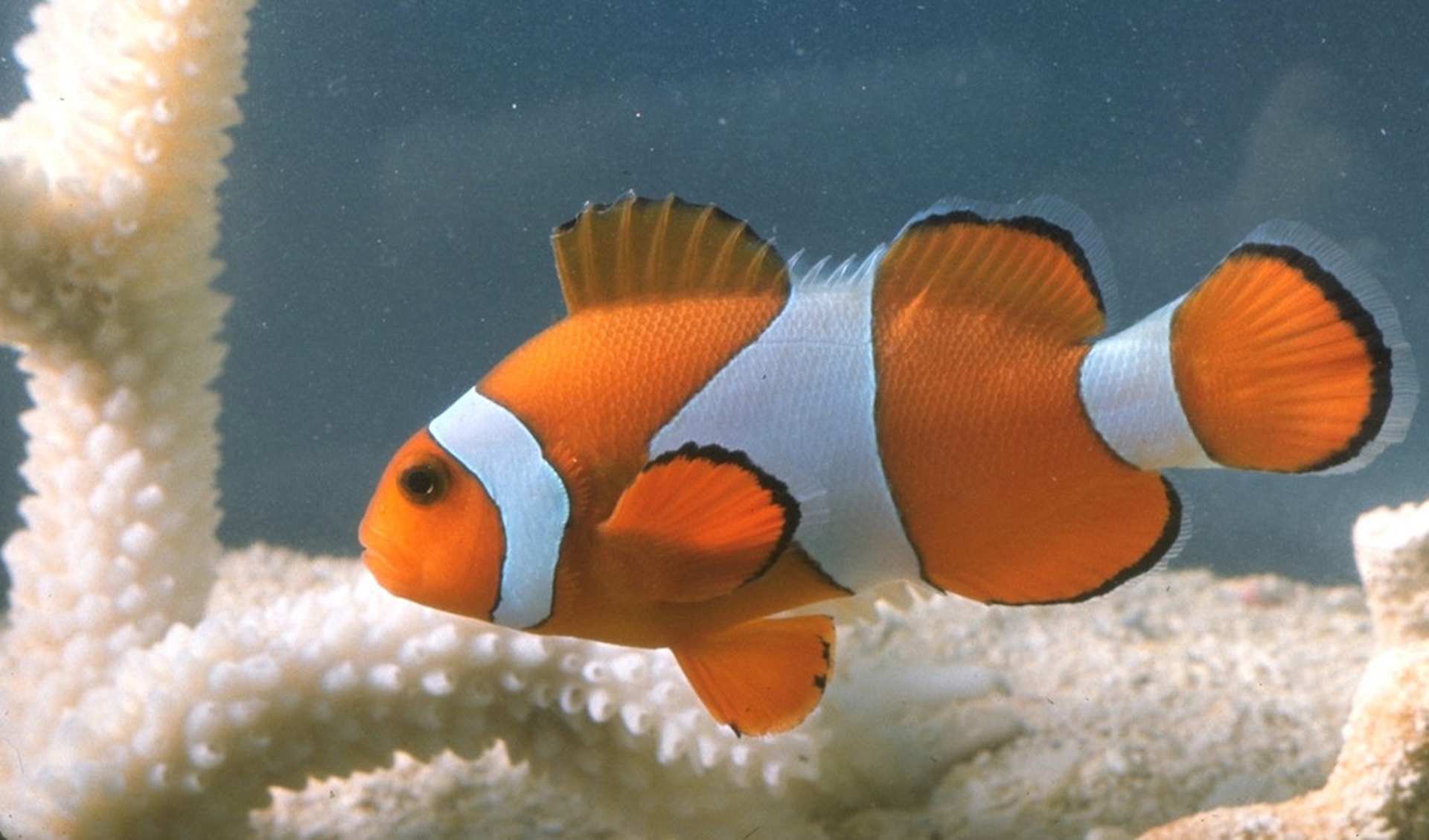 clownfish