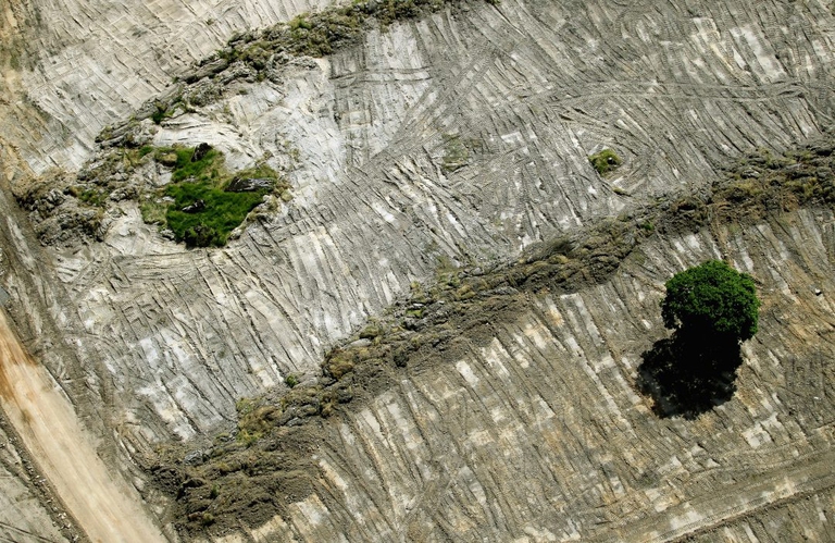 L’Unione europea è pronta a respingere i prodotti complici della deforestazione