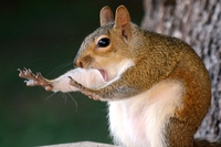 Il lato più buffo della natura nelle foto finaliste dei Comedy wildlife photography awards 2018